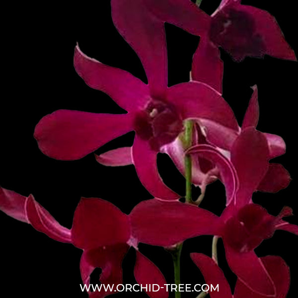 Dendrobium Jacquelyn Concert Red Twisted Orchid - BS
