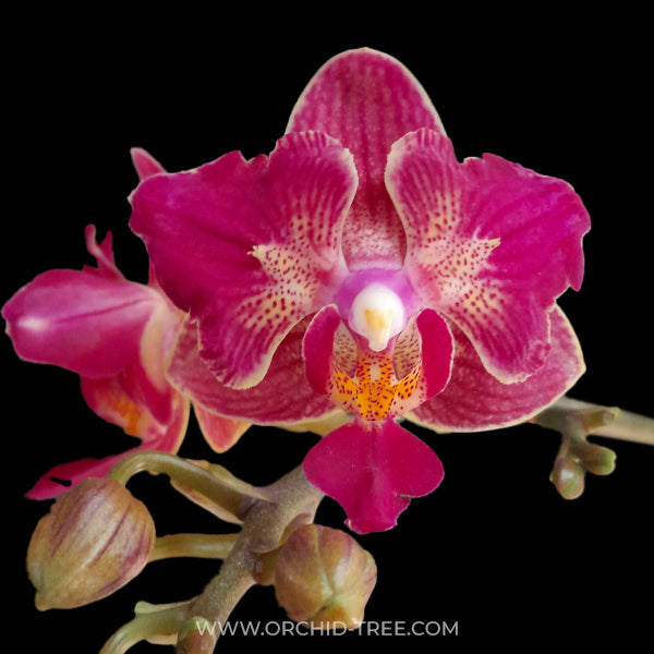 Phalaenopsis Tying Shin Sweet Girl Orchid Plant - FF