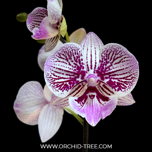 Phalaenopsis Tying Shin Thor Orchid Plant - FF