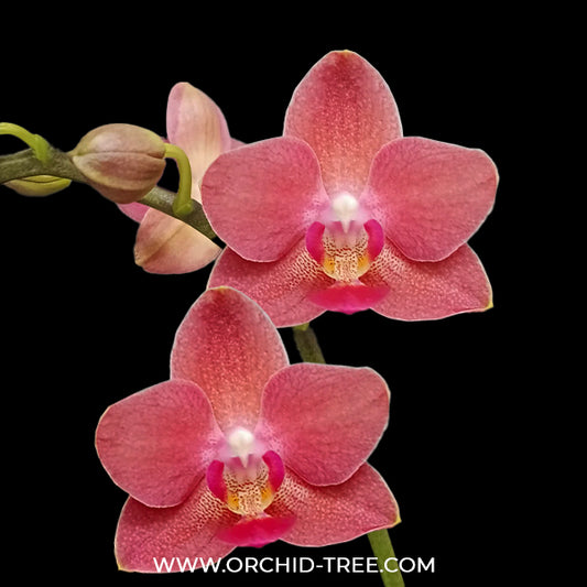 Phalaenopsis Tying Shin Girl Orchid Plant - FF