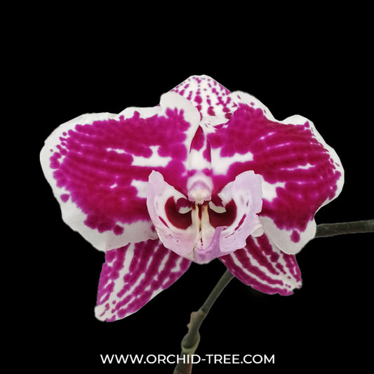 Phalaenopsis Tying Shin Thor Orchid Plant - FF