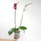 Phalaenopsis Tying Shin Thor Orchid Plant - FF