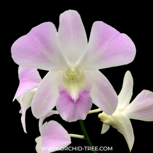 Dendrobium Udom Pink - BS