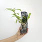 Dendrobium unicum sp. Orchid Plant - BS