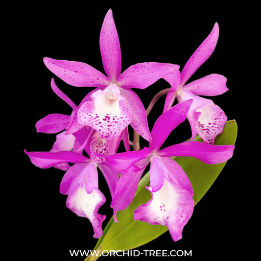 Cattleya (Bc.) Little Mermaid Orchid Plant - BS