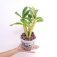 Cattleya (Myc.) RIOs Little Treasure Orchid Plant - BS