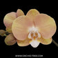 Phalaenopsis Peach Melba Orchid Plant - FF