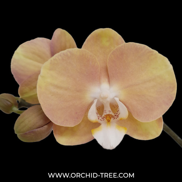 Phalaenopsis Peach Melba Orchid Plant - FF