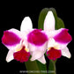 Cattleya (Lc.) Purple Cascade 'Beauty Of Perfume' - BS
