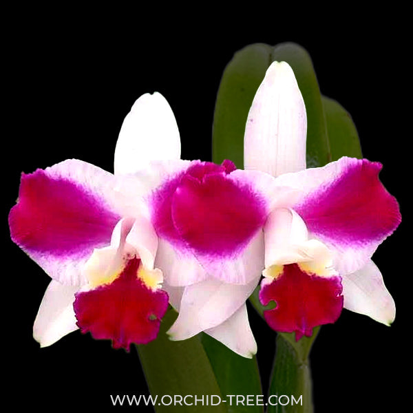 Cattleya (Lc.) Purple Cascade 'Beauty Of Perfume' - BS