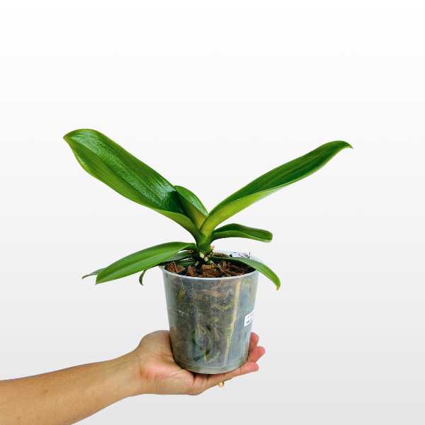 Phalaenopsis Camera Obscura Orchid Plant - BS - Buy Orchids Plants Online by Orchid-Tree.com