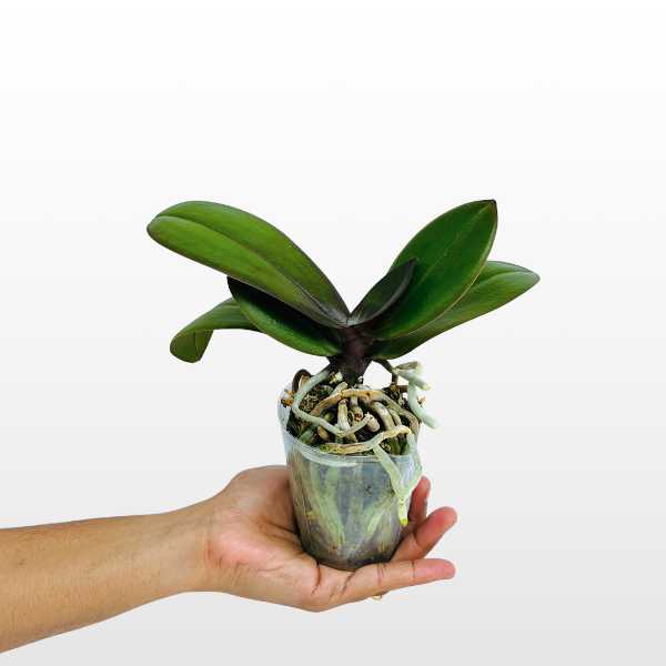 Phalaenopsis Kingcar Dalmatian Orchid Plant - BS - Buy Orchids Plants Online by Orchid-Tree.com