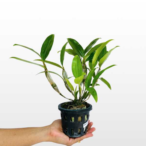 Dendrobium farmeri sp. Pink Orchid Plant- BS - Buy Orchids Plants Online by Orchid-Tree.com
