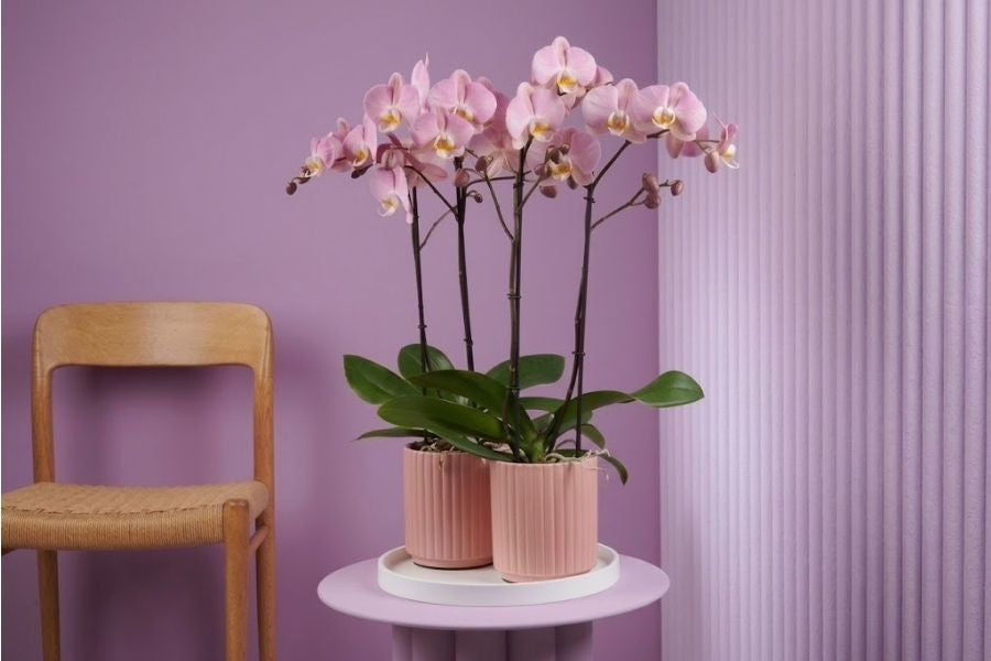 Phalaenopsis Subscription: Get a Phalaenopsis in spike  at your door, every month.