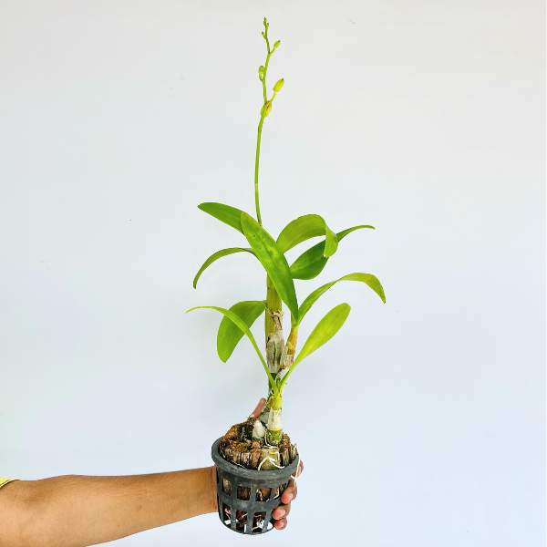 Dendrobium Blue Planet Orchid Plant - FF