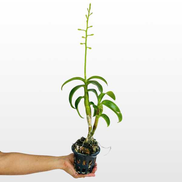 Dendrobium Thongchai Gold #338 Orchid Plant - FF