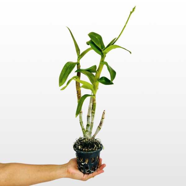 Dendrobium Burana Pearl Pink Orchid Plant - FF - Buy Orchids Plants Online by Orchid-Tree.com