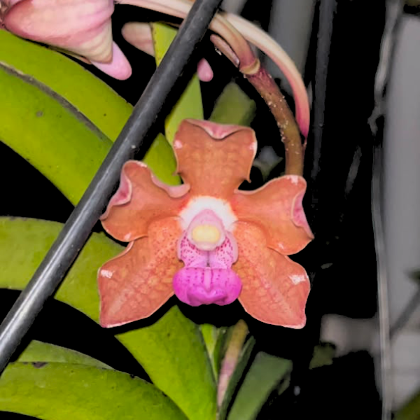 Vanda tessellata Pink sp. Orchid Plant - BS