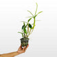 Dendrobium Earsakul Orchid Plant - FF - Buy Orchids Plants Online by Orchid-Tree.com