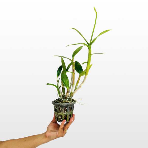 Dendrobium Earsakul Orchid Plant - FF - Buy Orchids Plants Online by Orchid-Tree.com