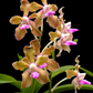 Vanda tessellata Pink sp. Orchid Plant - BS