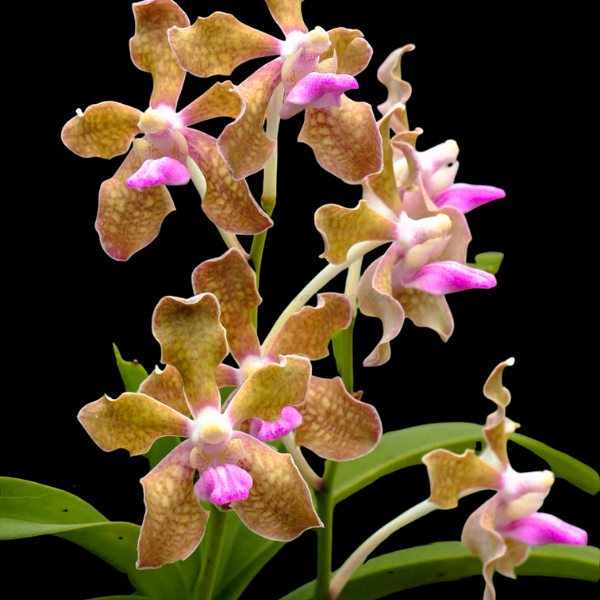 Vanda tessellata Pink sp. Orchid Plant - BS