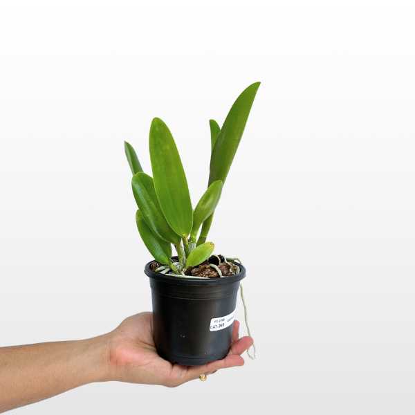 Cattleya Jupiter Orchid Plant - BS - Buy Orchids Plants Online by Orchid-Tree.com