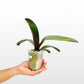 Phalaenopsis OX Queen Orchid Plants - BS - Buy Orchids Plants Online by Orchid-Tree.com