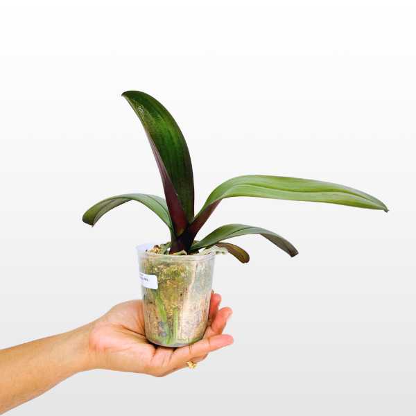 Phalaenopsis OX Queen Orchid Plants - BS - Buy Orchids Plants Online by Orchid-Tree.com