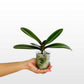 Phalaenopsis Gloria Orchid Plant - BS - Buy Orchids Plants Online by Orchid-Tree.com