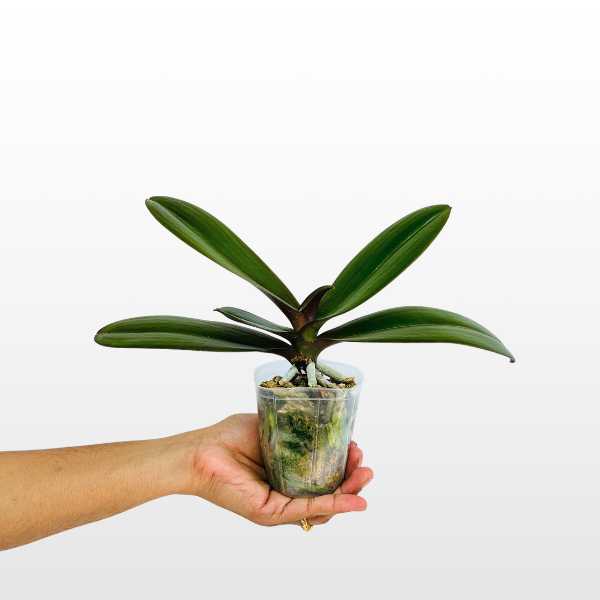 Phalaenopsis Gloria Orchid Plant - BS - Buy Orchids Plants Online by Orchid-Tree.com