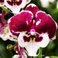 Phalaenopsis Untold Stories Orchid Plant - FF