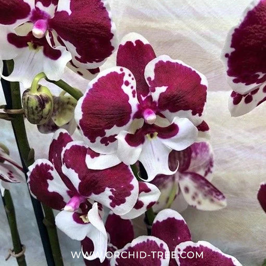 Phalaenopsis Untold Stories Orchid Plant - FF