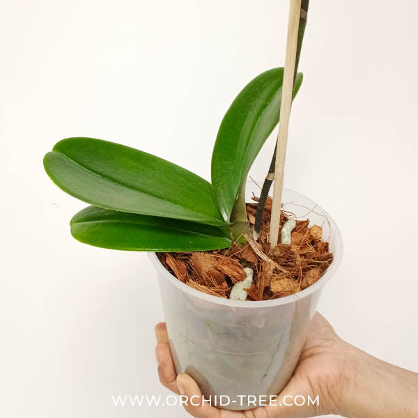 Phalaenopsis Untold Stories Orchid Plant - FF