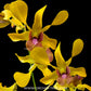 Dendrobium Uraiwan Fragrant Orchid Plant - BS