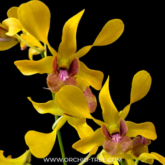 Dendrobium Uraiwan Fragrant Orchid Plant - BS