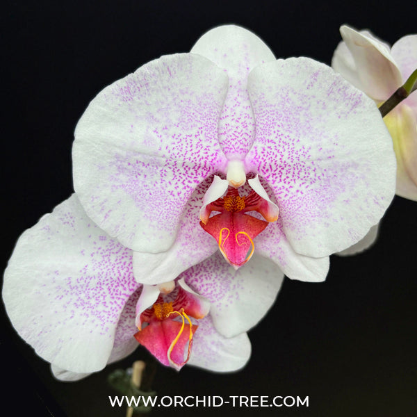 Phalaenopsis Ursula Orchid Plant - FF