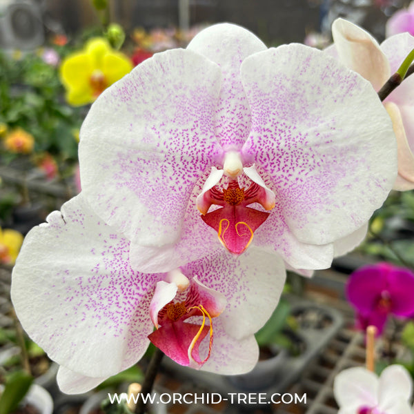 Phalaenopsis Ursula Orchid Plant - FF
