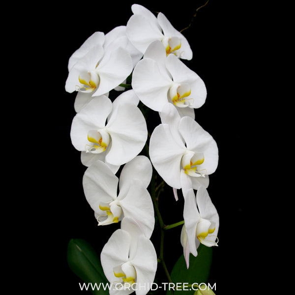 Phalaenopsis Sogo Yukidian V3 Orchid Plant - FF