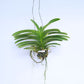Vanda Day 'N' Night Orchid Plant - FF