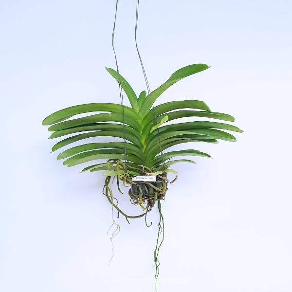 Vanda Day 'N' Night Orchid Plant - FF