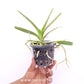 Ascocentrum ampullaceum sp. Orchid Plant - BS