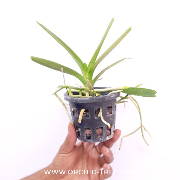 Ascocentrum ampullaceum sp. Orchid Plant - BS