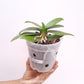 Phalaenopsis Memoria Val Rettig 'Splash' Orchid Plant - FF (Emerging spikes)