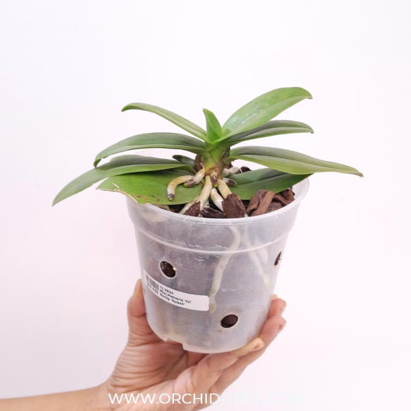 Phalaenopsis Memoria Val Rettig 'Splash' Orchid Plant - FF (Emerging spikes)