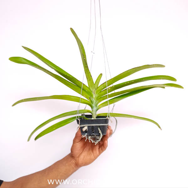 Rhynchovanda Sri Siam x Rhynchostylis gigantea red Orchid Plant -FF - Buy Orchids Plants Online by Orchid-Tree.com