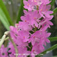 Ascocentrum ampullaceum sp. Orchid Plant - BS