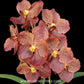 Vanda Dr.Anek x Warut Leopard Orchid Plant - BS