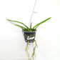 Vanda Jiraprapa x Davarak x Butterfly Orchid Plant - SS