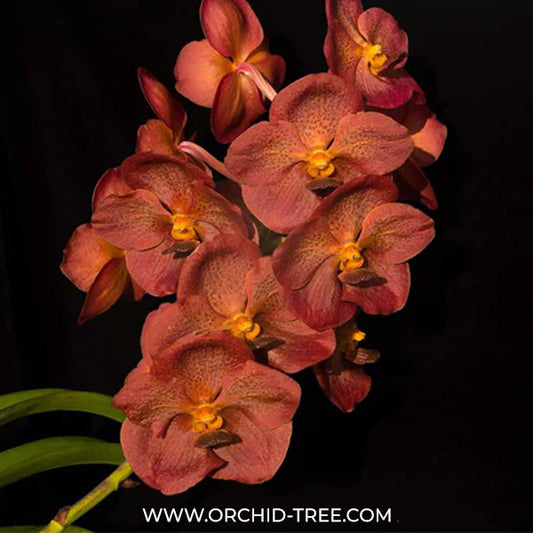 Vanda Predo Bonitti 'Jairak' Orchid Plant -BS